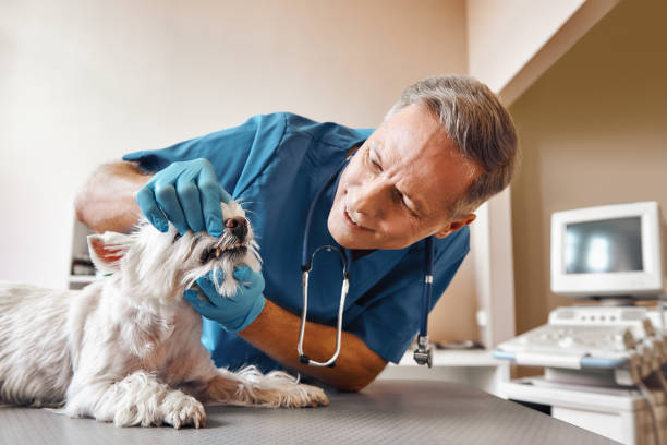 Best Pediatric Emergency Dentist in Ovilla, TX